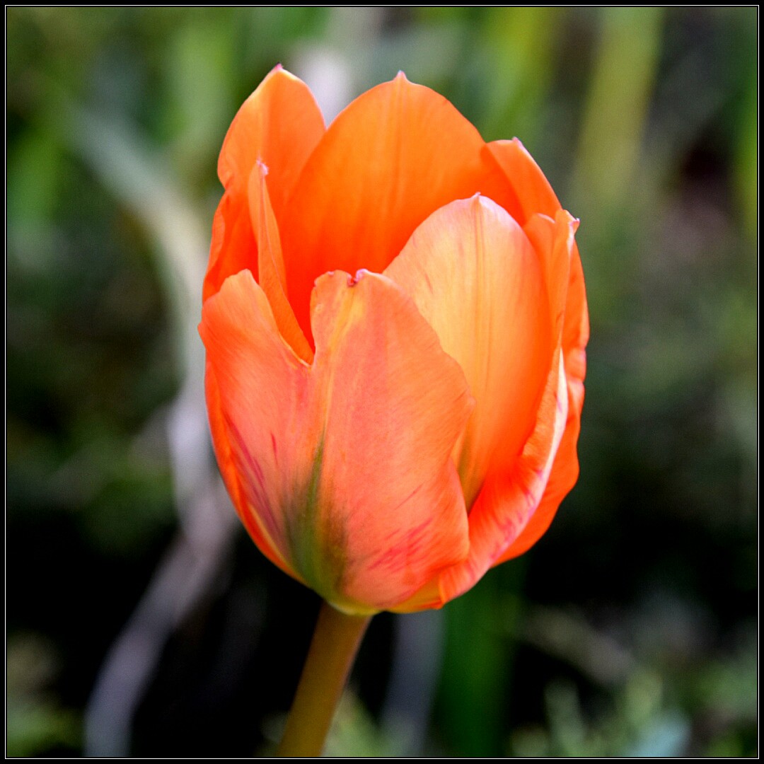 tulip blossom bunny