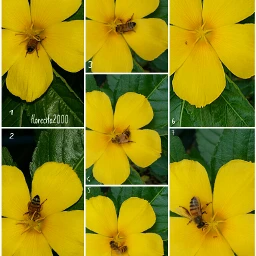 gdactioncollage flower bee photography
