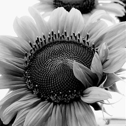NearAndFar Sunflower BWPics BlacknWhite circle